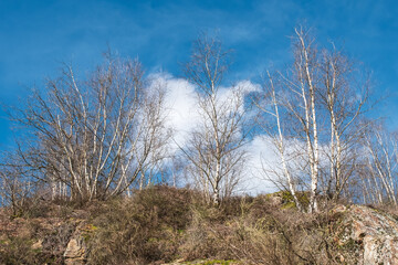 Joli paysage du haut d'une colline avec des arbres et un beau ciel bleu et de gros nuages 
