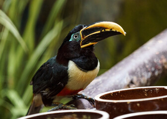 Chestnut-eared aracari