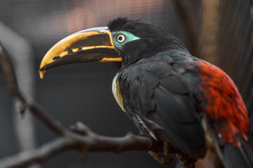 Chestnut-eared aracari