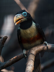 Chestnut-eared aracari