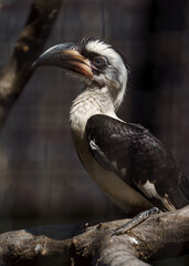 Von der Decken's hornbill