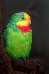 Superb parrot