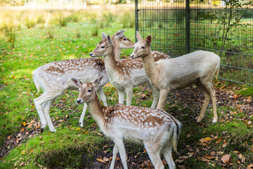 Estate and park Nienoord in Leek municipality Westerkwartier Groningen province in The Netherlands