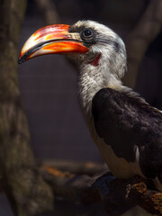 Von der Decken's hornbill
