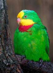 Superb parrot