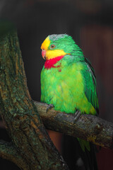 Superb parrot
