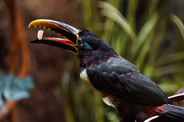 Chestnut-eared aracari