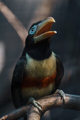 Chestnut-eared aracari