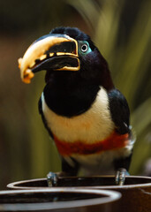 Chestnut-eared aracari