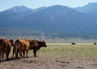 Fototapeta premium cows in the mountains