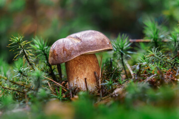 Boletus in moss