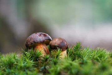 Boletus in moss