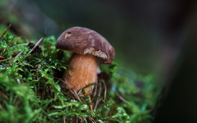 Boletus in moss