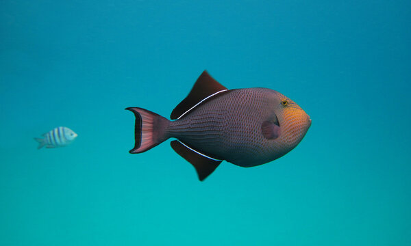 beautiful underwater image of colorful and textured fish with turquoise blue background