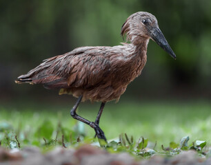 Hamerkop