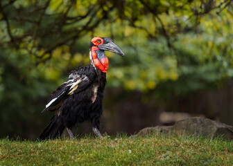 Southern ground hornbill