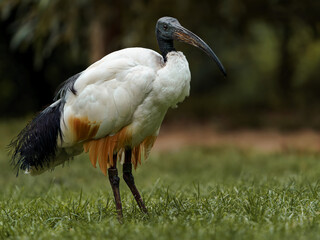 Sacred Ibis