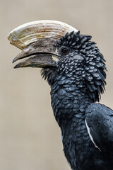 Silvery-cheeked hornbill