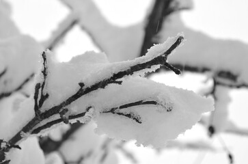 Obraz premium Snow Covered Branches