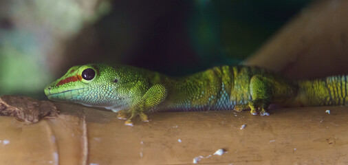 Madagascar giant day gecko
