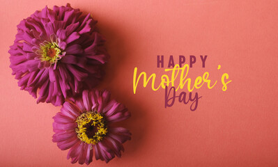 Zinnia flower blooms on coral background with happy mother's day greeting for holiday.