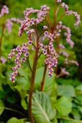Bergenia, known also as Bergenia cordifolia. Pink flowers close up