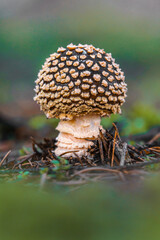 Panther cap in forest