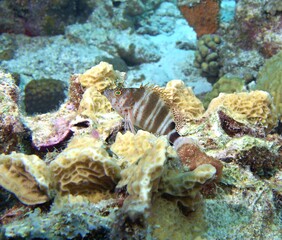 Redspotted Hawkfish on the reef