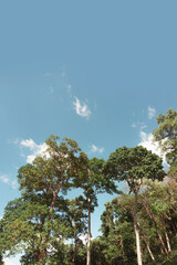 big tree in forest and blue sky