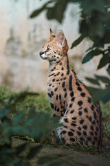 Serval