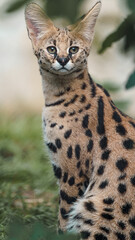 Serval