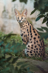 Serval