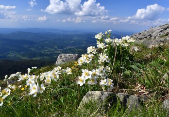 Babia Gora 2022-06-12c