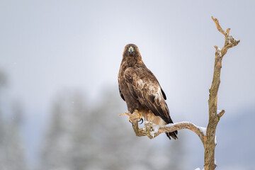 Golden eagle (Aquila chrysaetos) in snow in Hallingdal, Norway