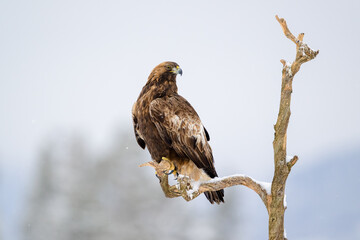 Golden eagle (Aquila chrysaetos) in snow in Hallingdal, Norway