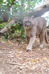 Cougar