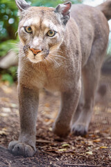 Cougar