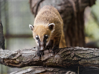 South American coati