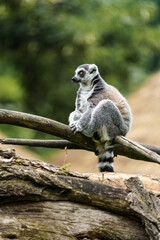 Ring tailed lemur