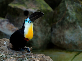 Channel-billed toucan