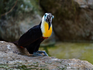 Channel-billed toucan