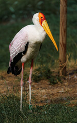 Yellow-Billed Stork