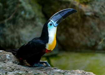 Channel-billed toucan