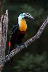 Channel-billed toucan