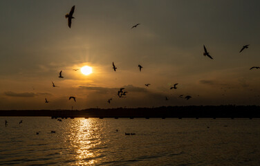 Fototapeta na wymiar Birds at sunset on the beach