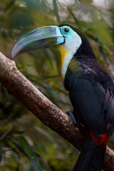 Channel-billed toucan