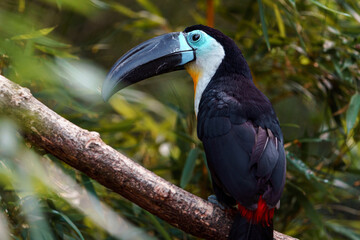 Channel-billed toucan
