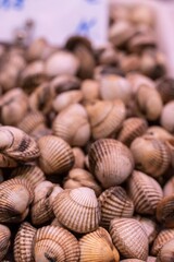 View of fresh cockles ready to eat at a market, selective focus bottom center.