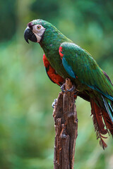 Chestnut-fronted macaw