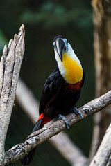 Channel-billed toucan
